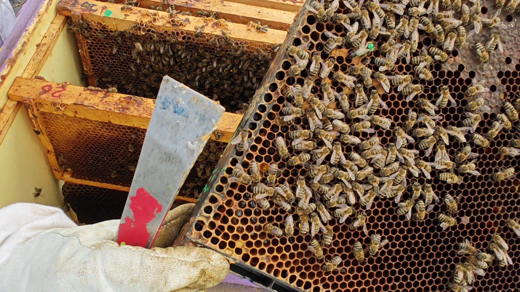Is It Hard to Learn Beekeeping?